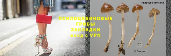 прущие грибы Елабуга